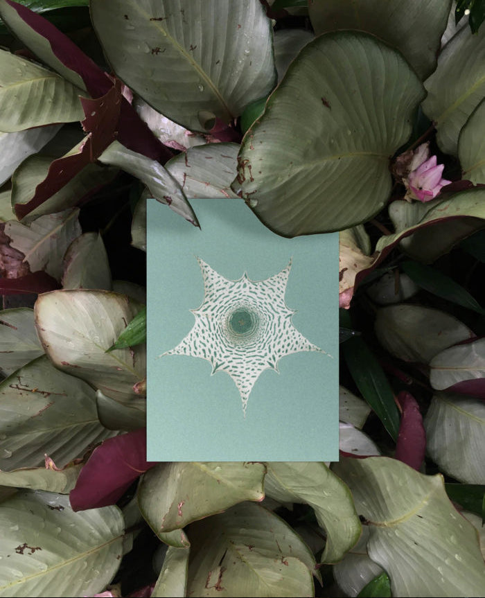 Bienvenue Studios / Set de cartes - "Ephemeral Blooming"