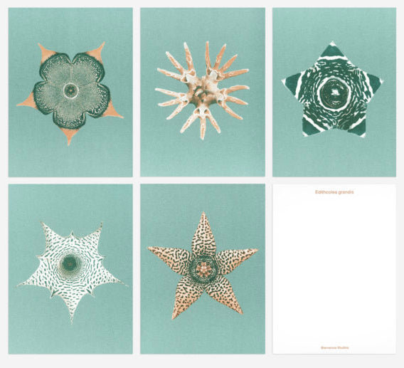 Bienvenue Studios / Set de cartes - "Ephemeral Blooming"