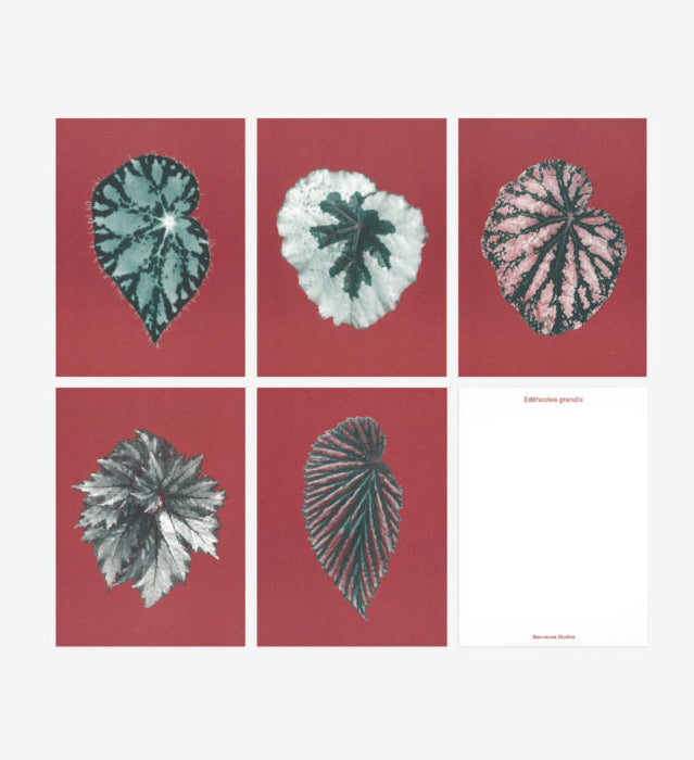 Bienvenue Studios / Set de cartes, n°12 "Leaves of Friendship"