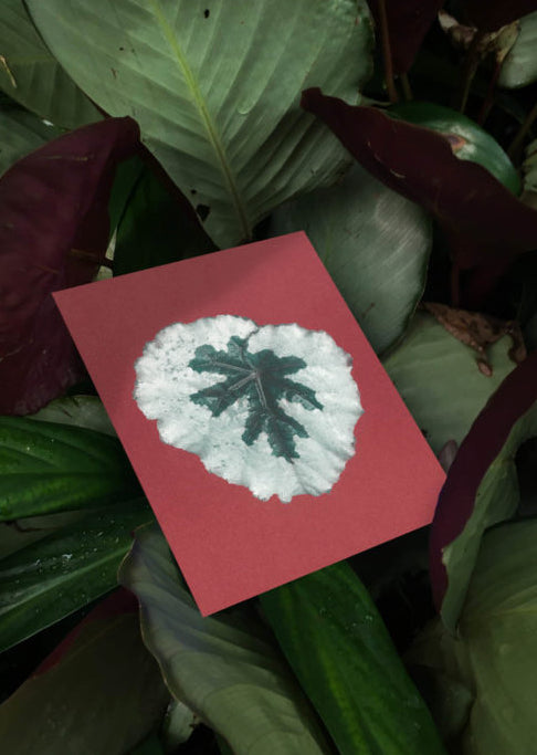 Bienvenue Studios / Set de cartes, n°12 "Leaves of Friendship"