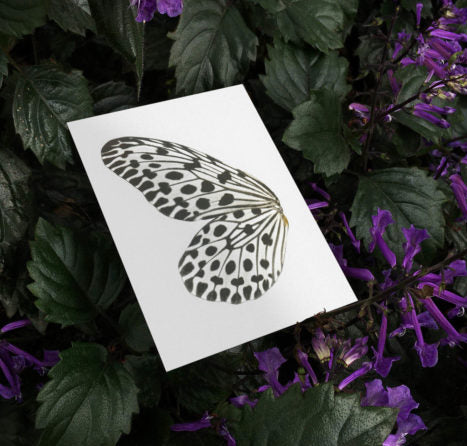 Welcome Studios / Card Set - "Sun Fluttering"
