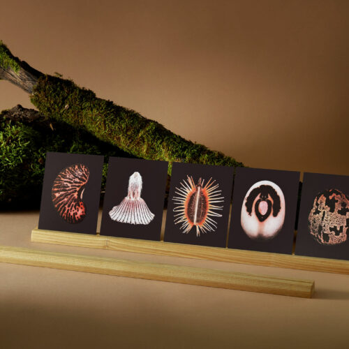 Welcome Studios / Card Set - "Riverstones"