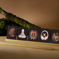 Bienvenue Studios / Set de cartes - n°5 "Origins"