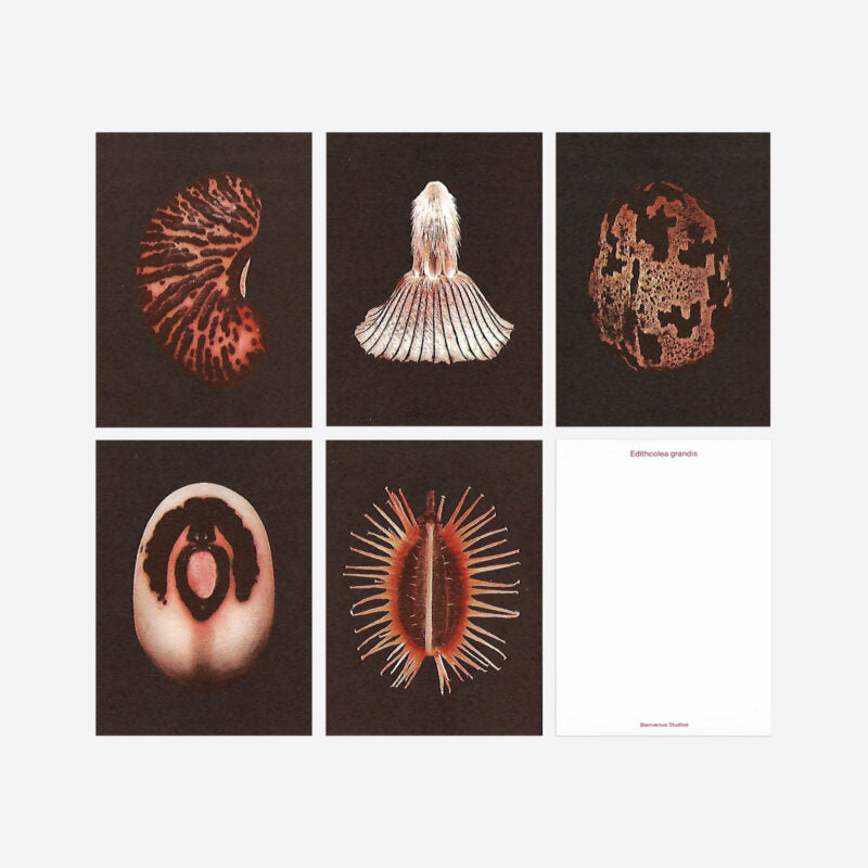 Welcome Studios / Card Set - "Riverstones"