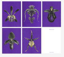 Welcome Studios / Card Set - "Moon Fluttering"