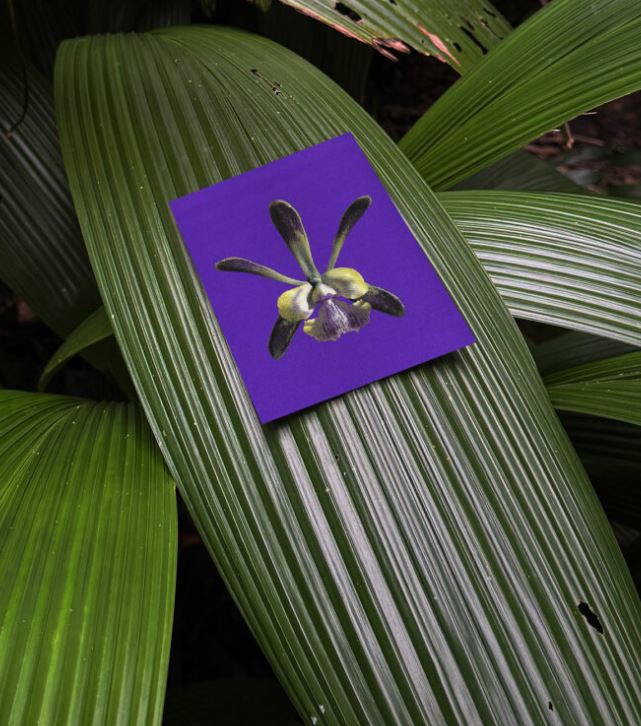 Set de cartes - floral mimicry no 21