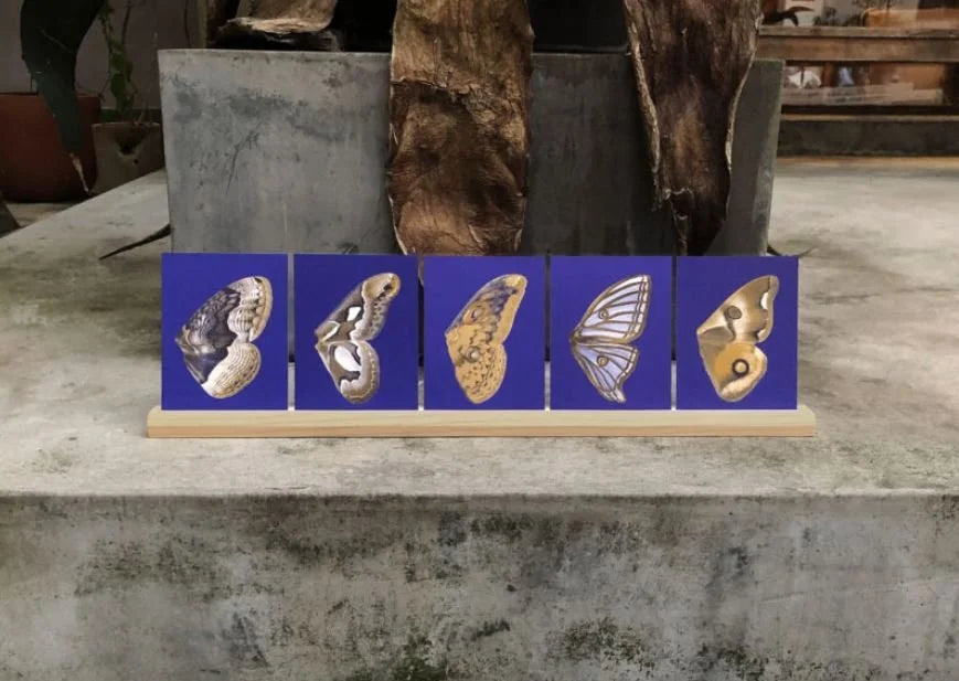 Bienvenue Studios / Set de cartes - &quot;Moon Fluttering&quot;