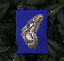 Bienvenue Studios / Set de cartes - &quot;Moon Fluttering&quot;