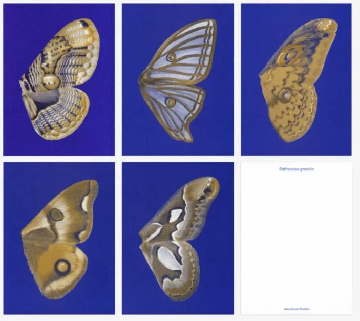 Bienvenue Studios / Set de cartes - &quot;Moon Fluttering&quot;